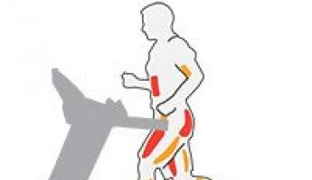 Качаются ли ноги и какие мышцы работают на беговой дорожке при ходьбе и беге?